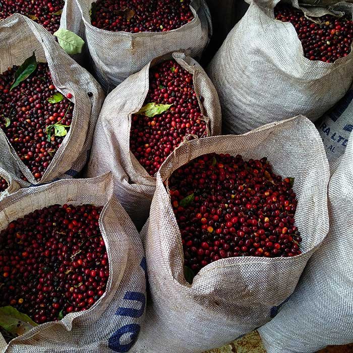 Image of Newly Harvested Cherry Red Coffee Beans.
