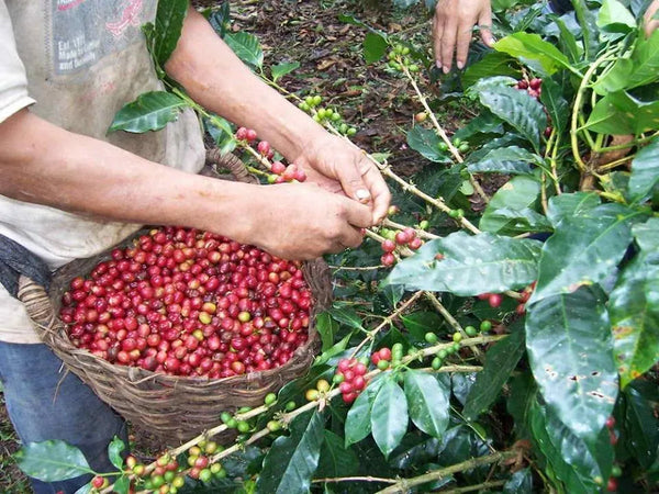Cooperativa Agraria Cafetalera La Florida (CAC La Florida)