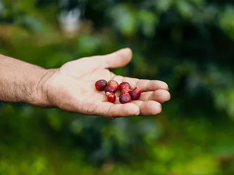 Finca Santa Isabel