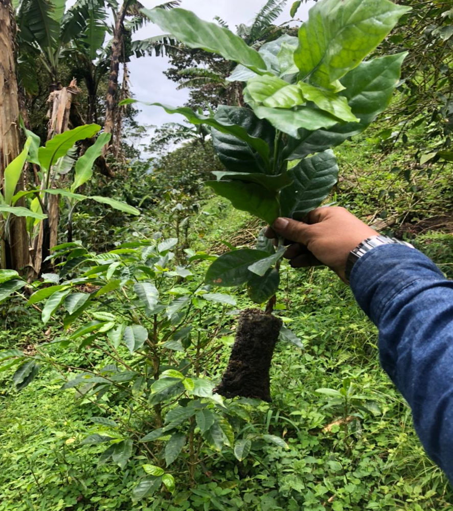 A person holding a young coffee plant with roots wrapped in soil, ready for planting, in a lush green coffee farm surrounded by banana and other shade trees.