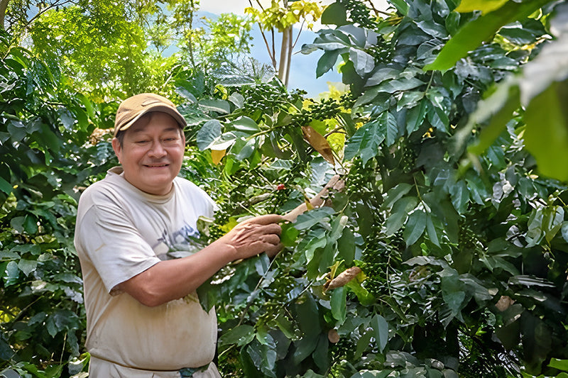 Farmer from San Ignacio, Río Amoju, standing among lush coffee plants on his farm, smiling while holding a coffee branch, representing RNY Coffee producers in Peru.