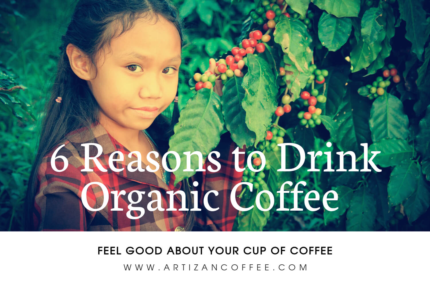 Image of Young Girl Next to a Coffee Tree with Cherries Blooming 