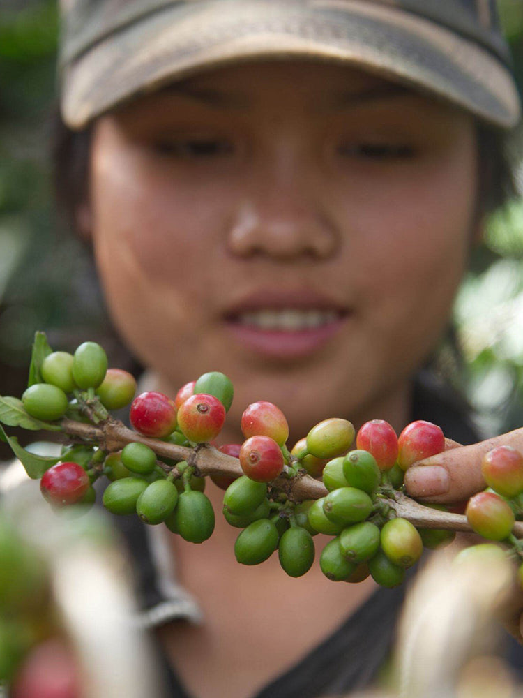 woman holding red & green coffee cherries