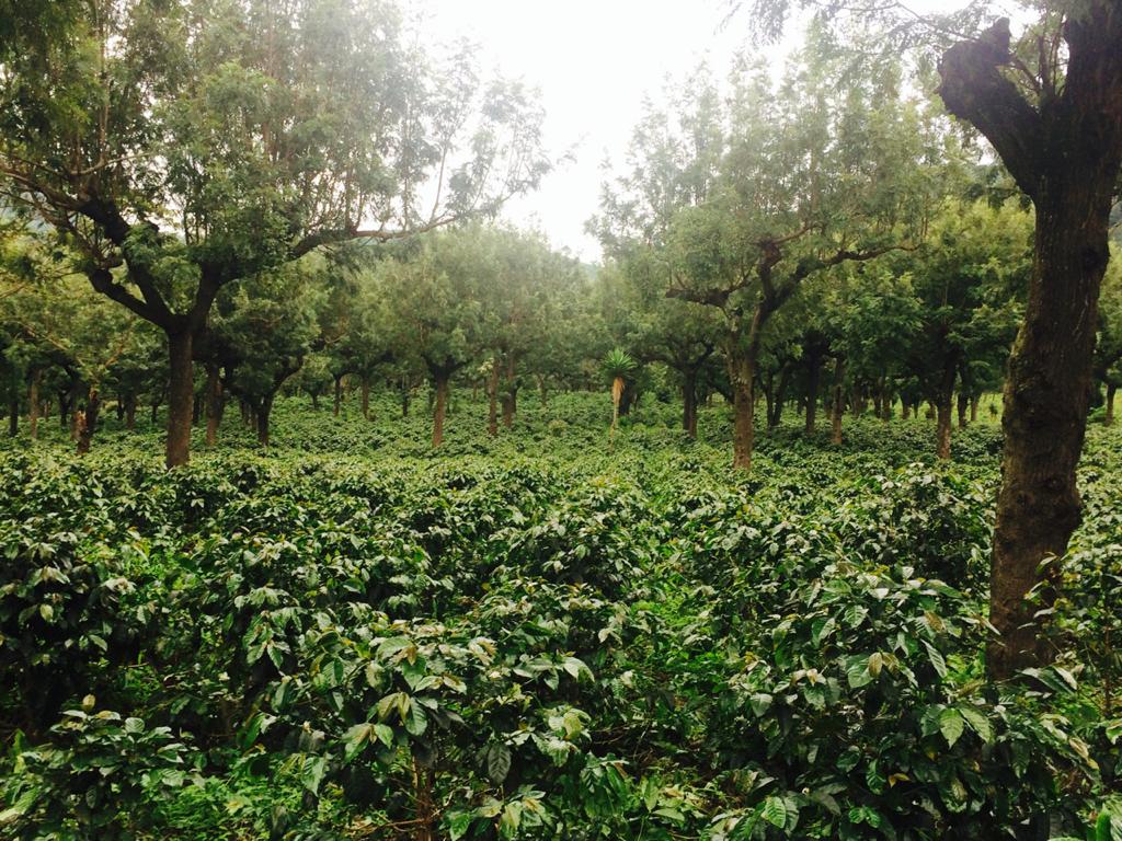 Finca La Hermosa coffee farm in Guatemala with lush shade-grown coffee plants
