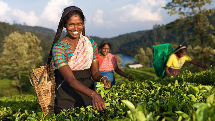 India Robusta AB Organic Fair trade Women Coffee Pickers