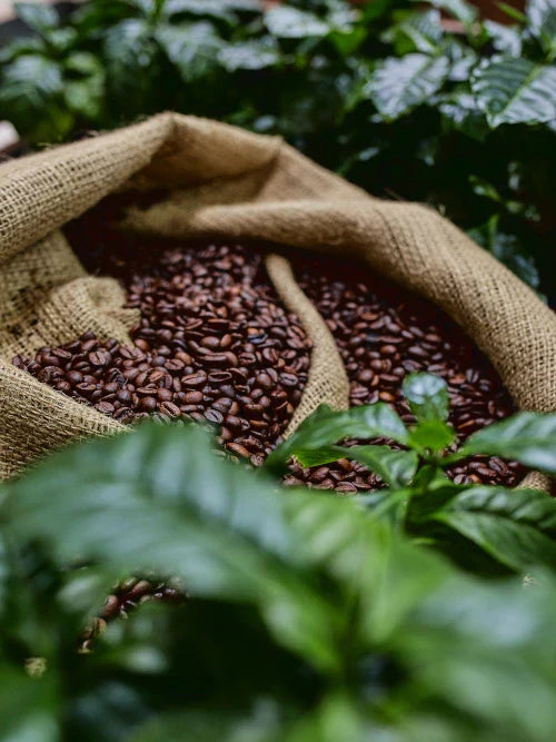 coffee beans on a sack