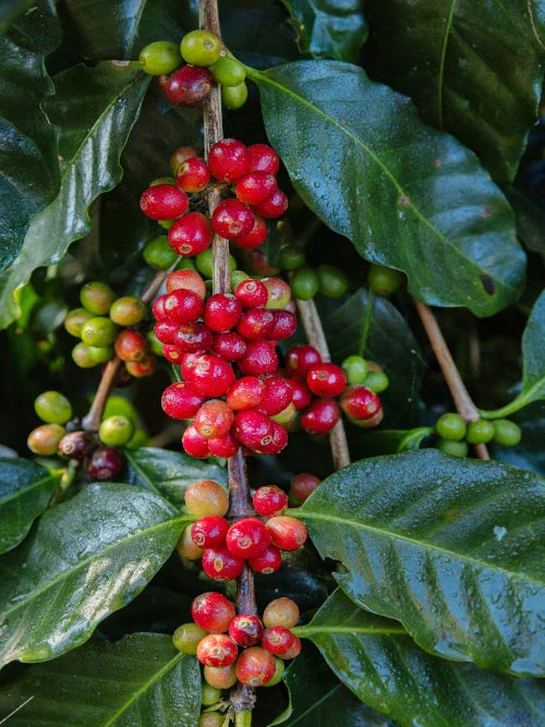 red and green coffee cherries