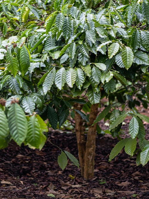 coffee plant