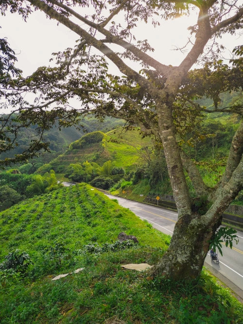 coffee plantation on the side of Colombian road