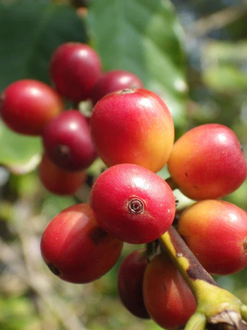 red coffee cherries