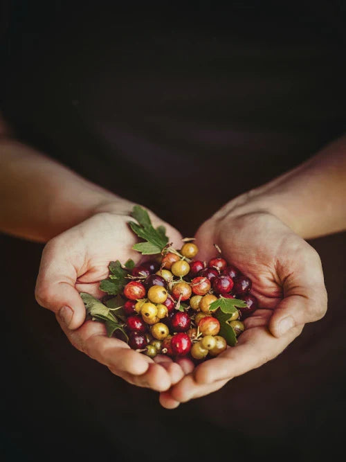red and green coffee cherries in the hands of a farmer
