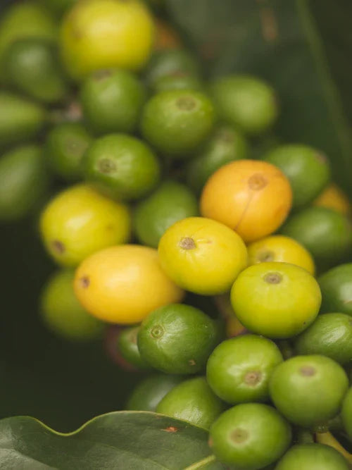 coffee beans on the branch