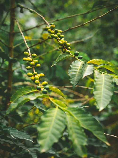 green coffee cherries