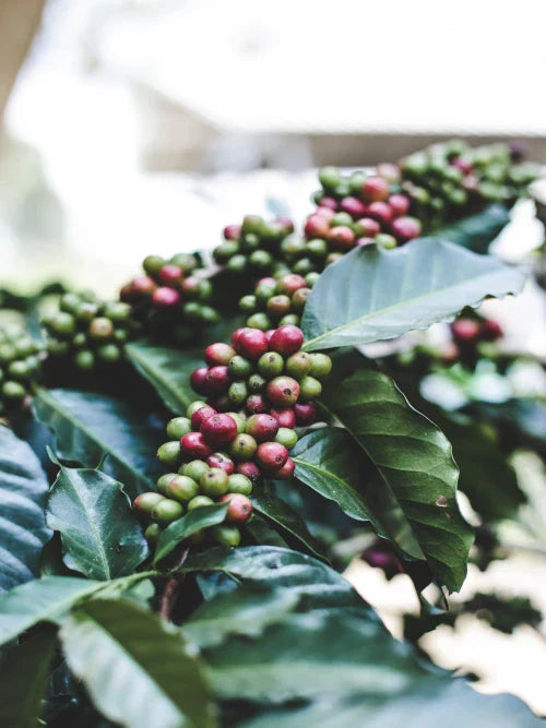coffee cherries