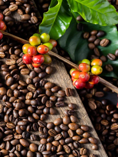 coffee cherries and coffee benas