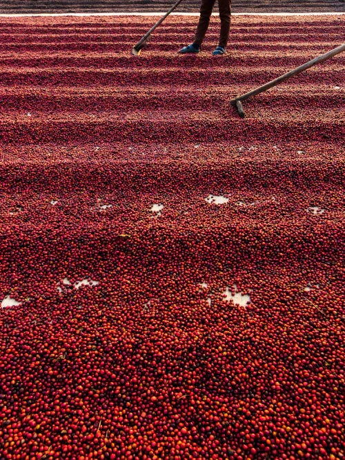 coffee beans drying in the sun