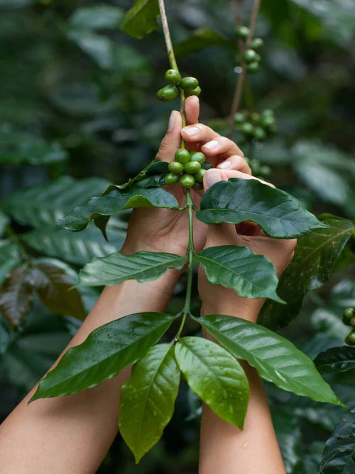 Royal NY SHB El Cautivo Organic Fair Trade