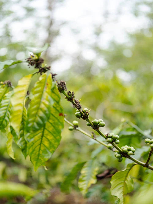 Organic coffee berries