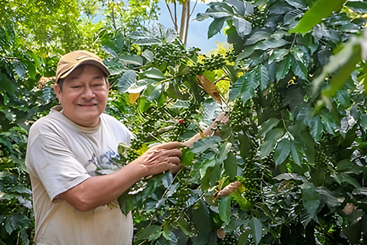 Coffee farmer harvesting ripe coffee cherries directly from coffee trees on a smallholder farm.