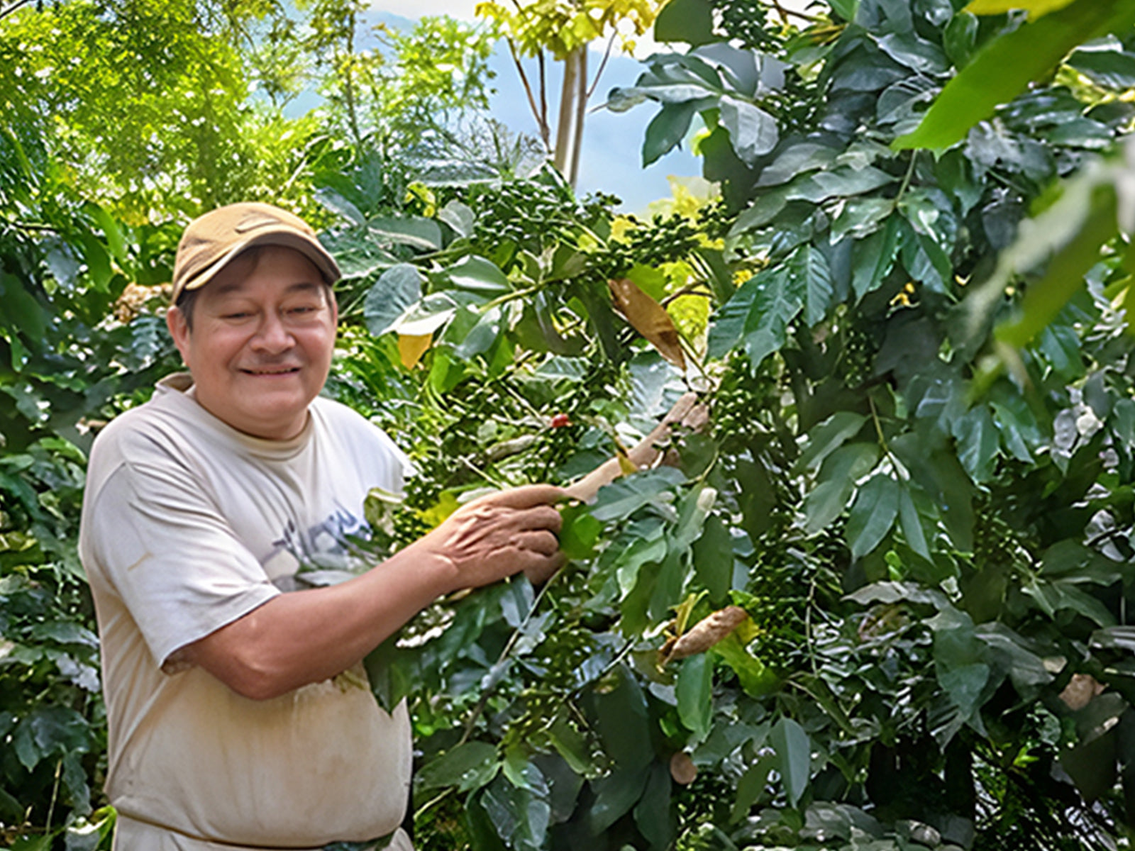 Coffee farmer harvesting ripe coffee cherries directly from coffee trees on a smallholder farm.