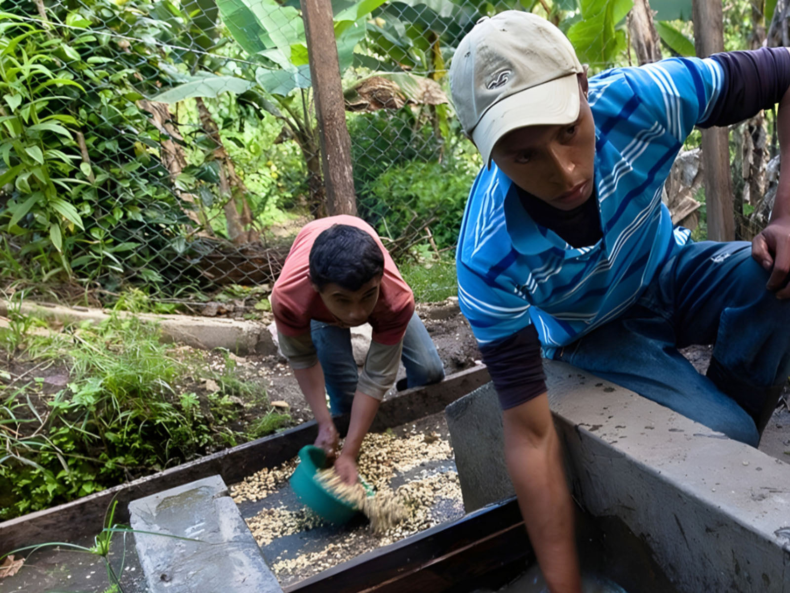 Nicaraguan coffee producers sorting coffee cherries and posing with organic green coffee sacks during harvest season.