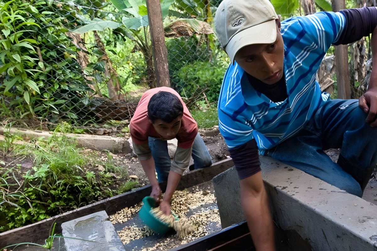 Organic Nicaraguan SHG UCA San Juan del Rio Coco-SMBC (E)