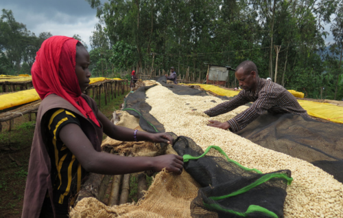 Usda Organic Fair Trade Coffee CHICHU Yirgacheffe Ethiopia Drying