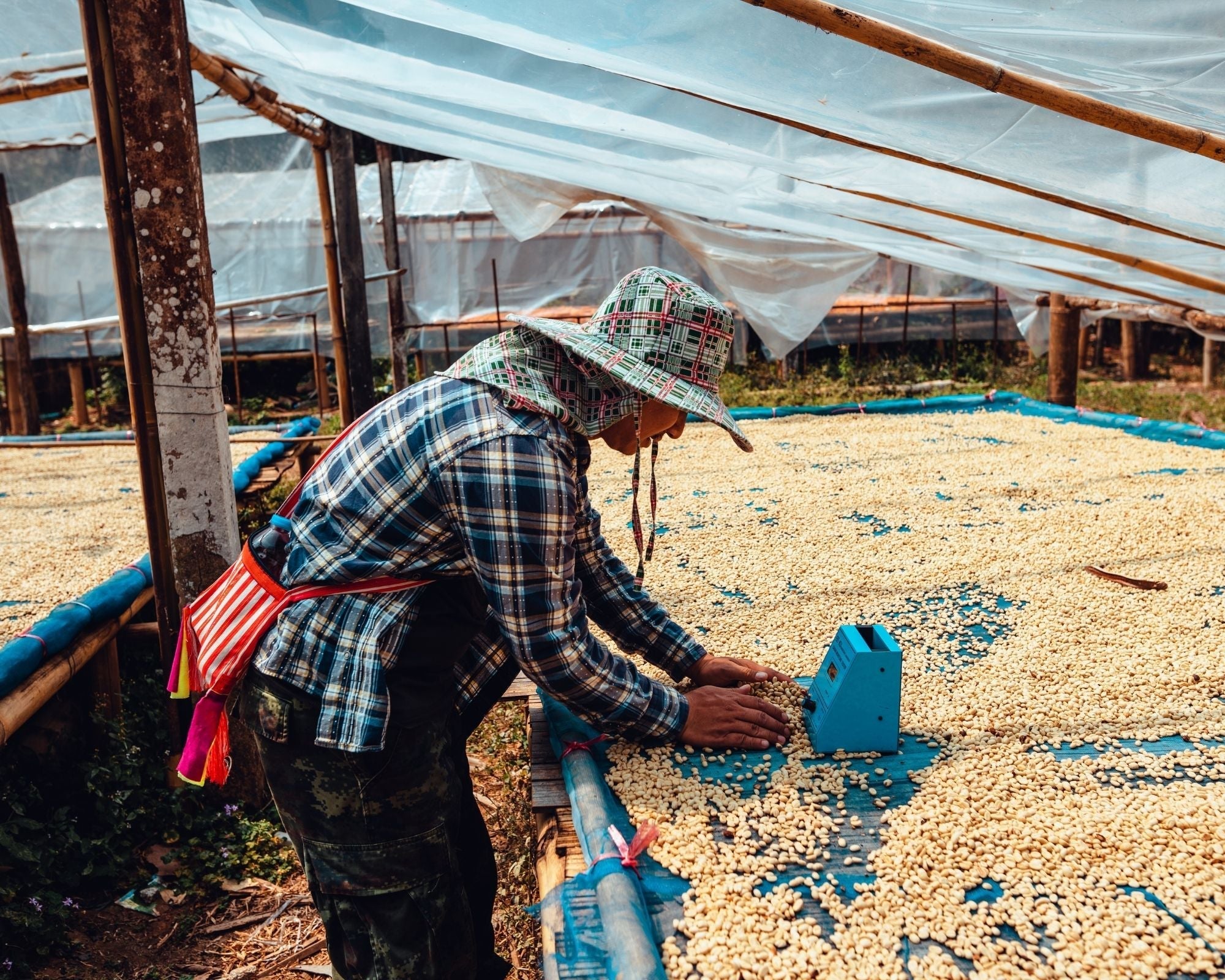 Organic Mexico HG Chiapas