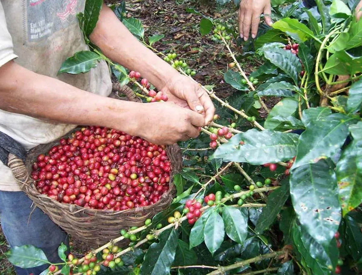Organic Peru SHB - La Florida