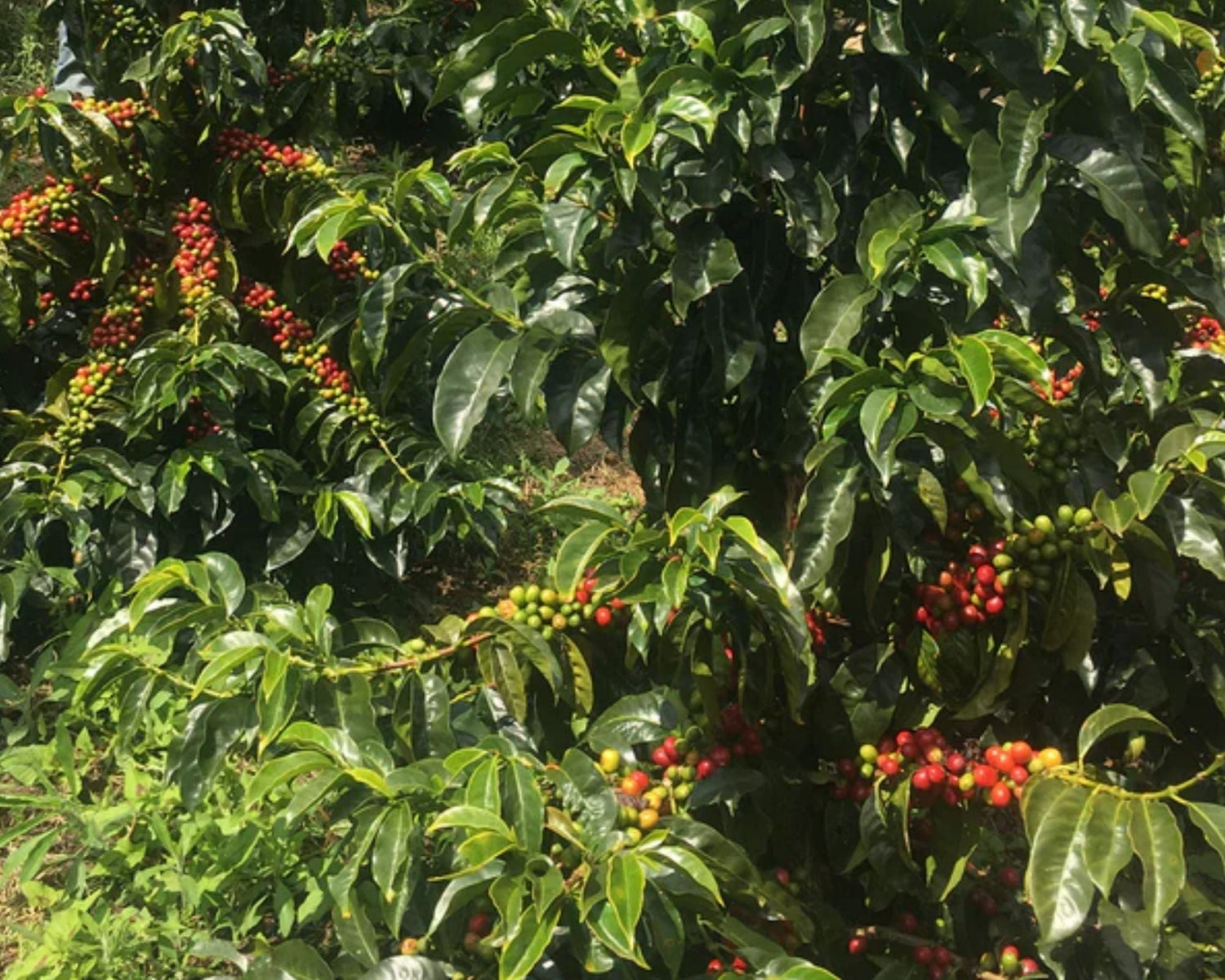 Organic Colombia Cauca Perla De Inza (GP)