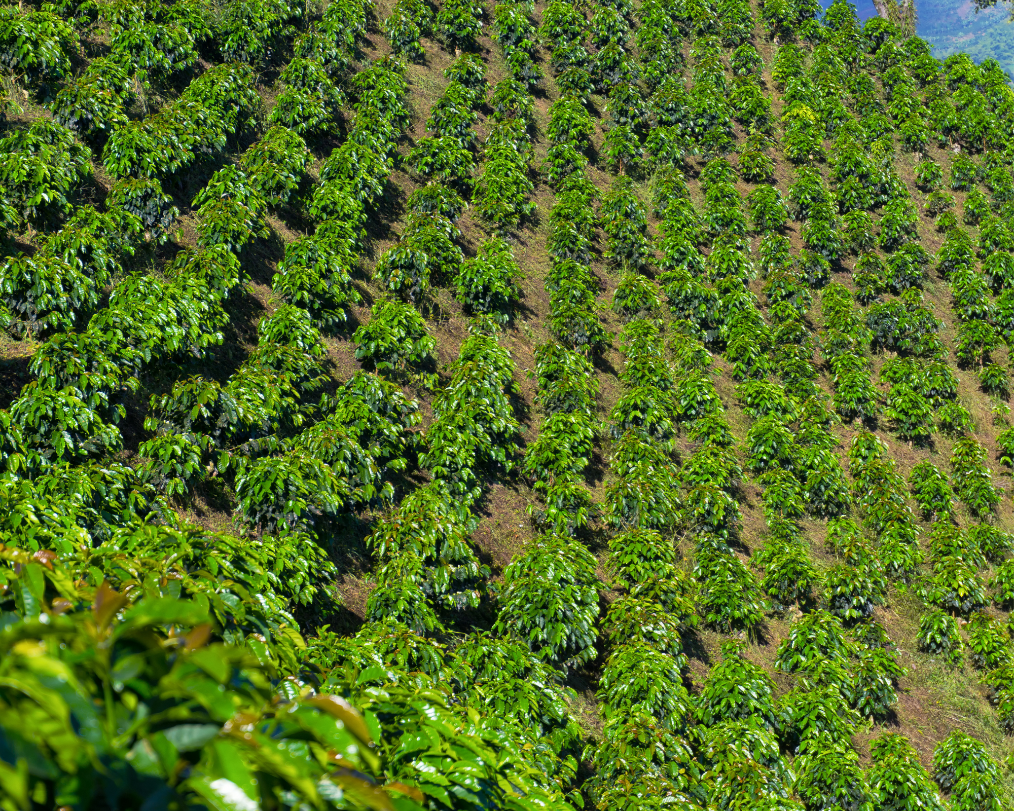 Fazendas Dutra Matas De Minas Gerais Brazil Organic