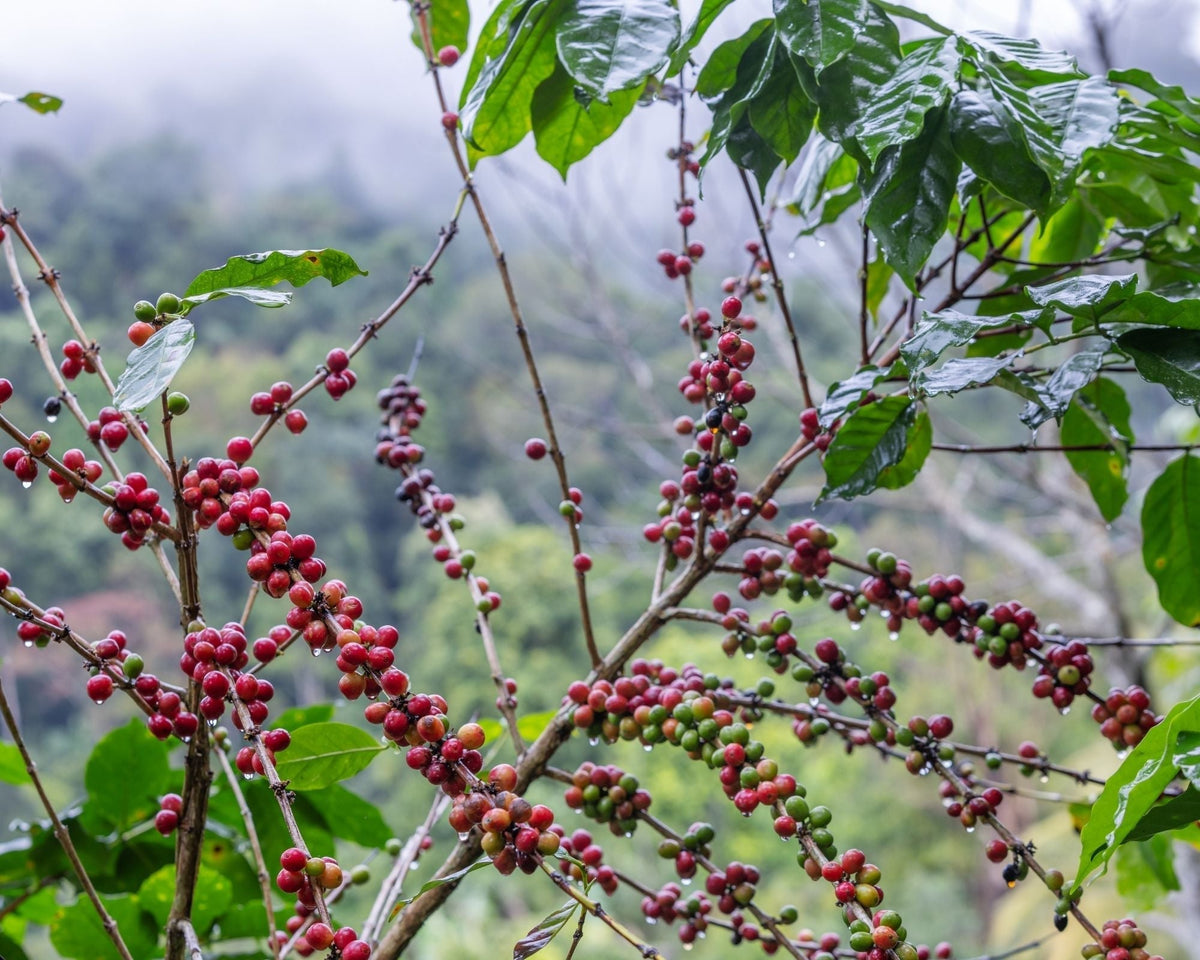 Organic Costa Rica La Amistad SMBC (GP)