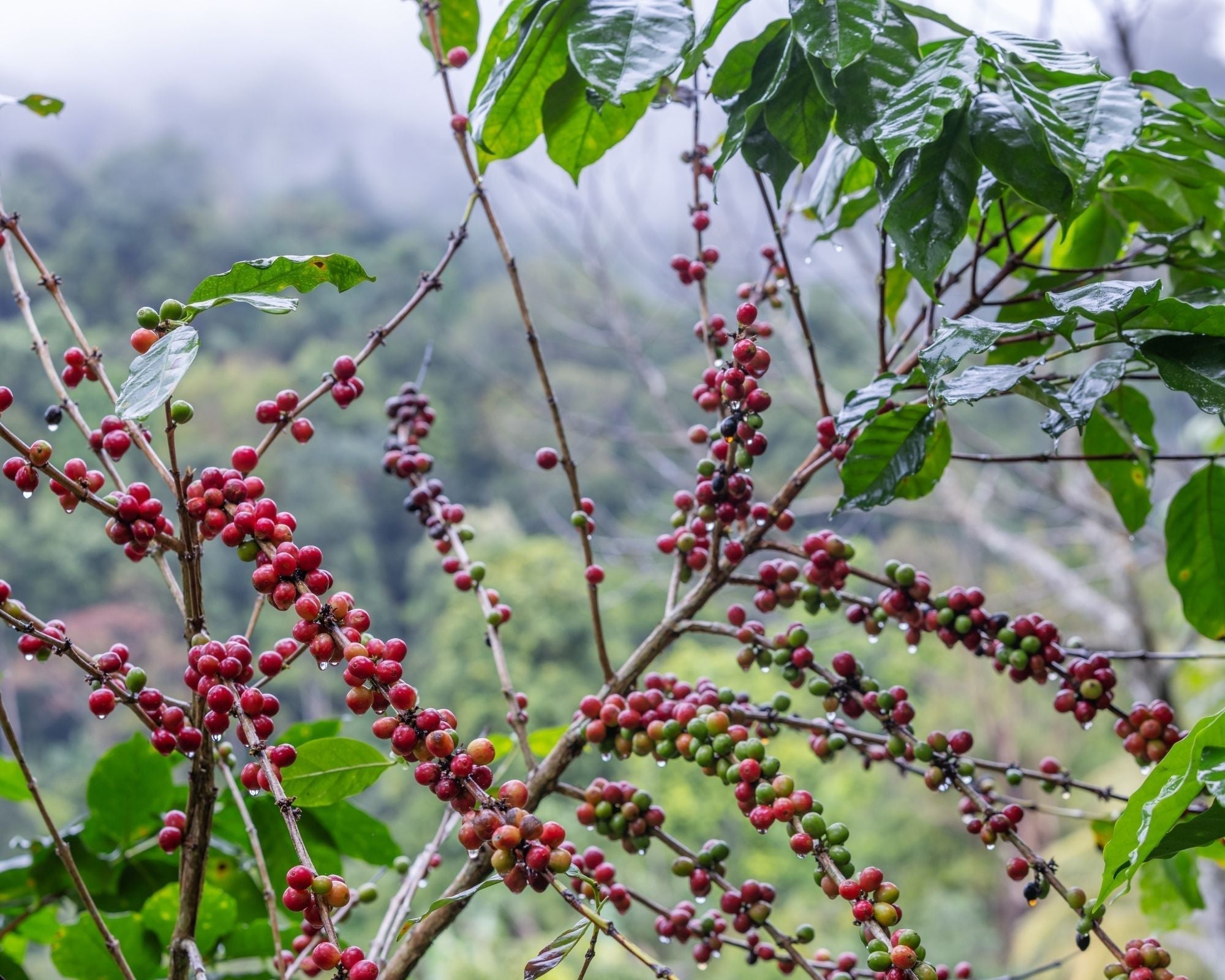 Organic Costa Rica La Amistad SMBC (GP)