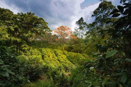 Image of Organic Coffee Farm in the Jungle