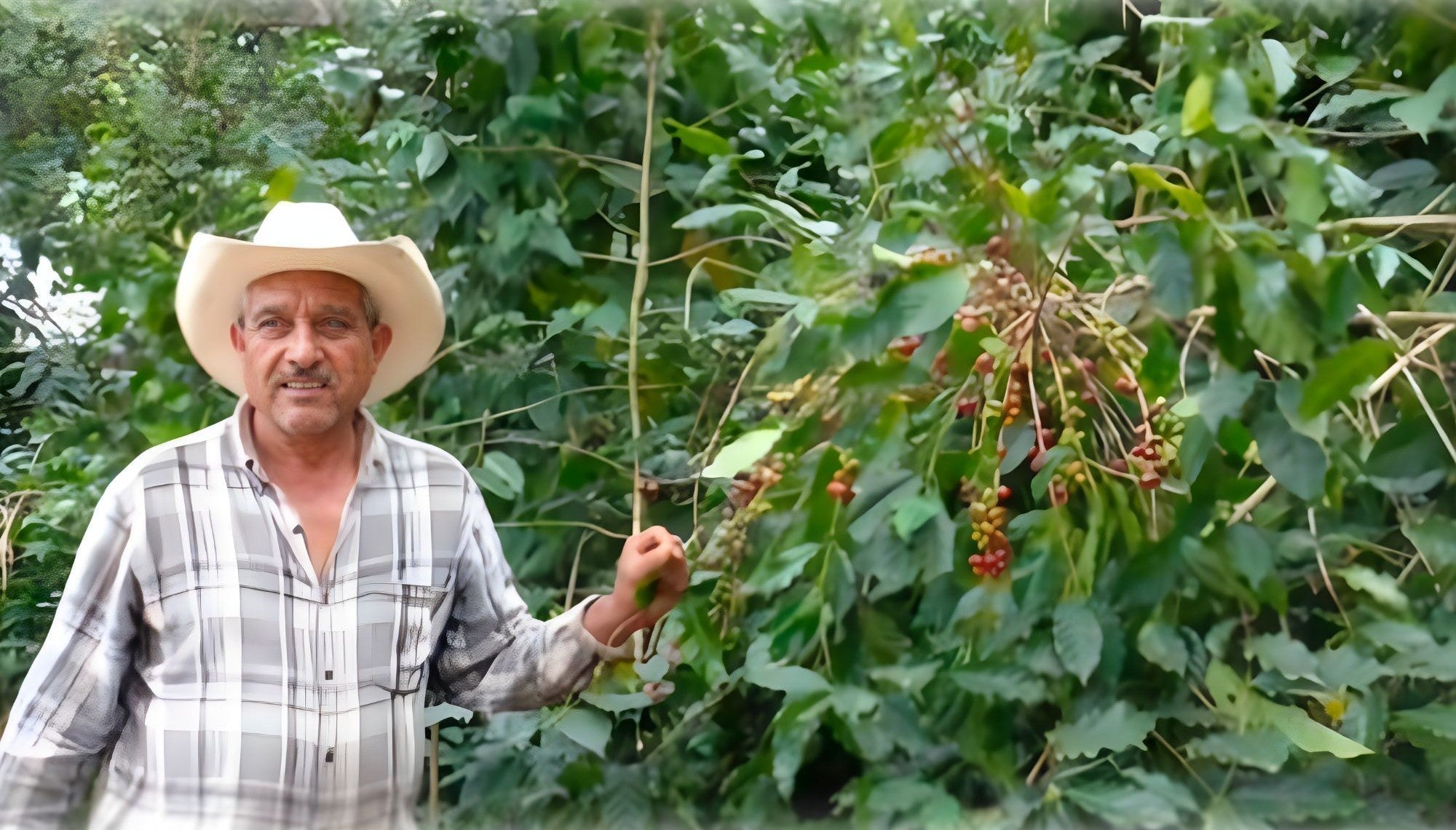 Farmer holding ripe coffee cherries on a coffee tree in a lush plantation, showing handpicked coffee harvest process