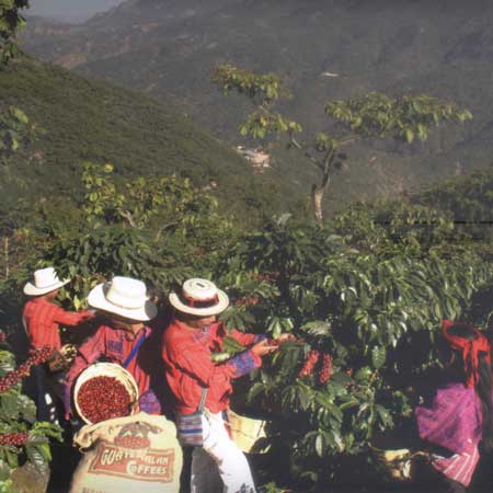 Coffee farmers in traditional clothing hand-picking ripe red coffee cherries on a lush hillside farm in Peru, with mountains in the background and a sack of harvested coffee in the foreground.