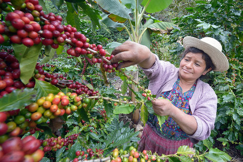 Usda Organic Fair Trade ASUVIM Guatemala Coffee Picker