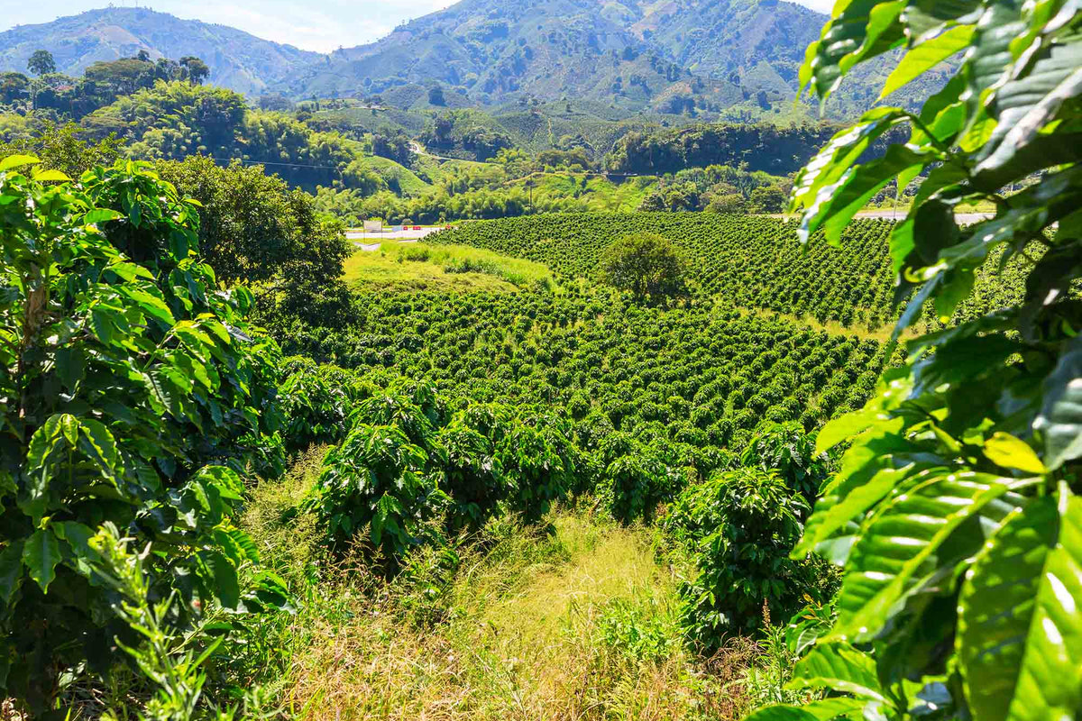 Decaf Swiss Water Process - Organic Honduras