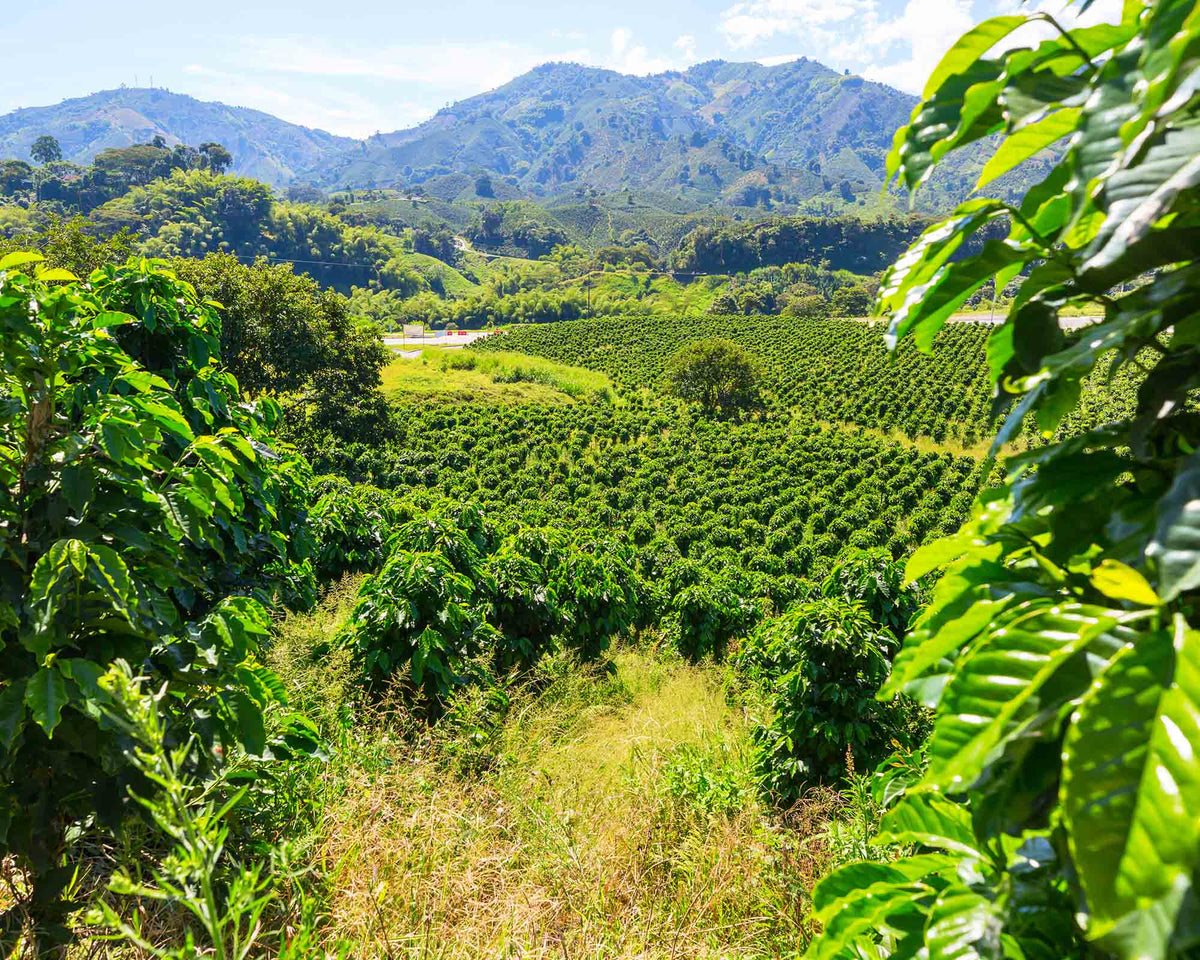 Lush coffee farm in the mountains of Honduras where high altitude coffee beans are grown