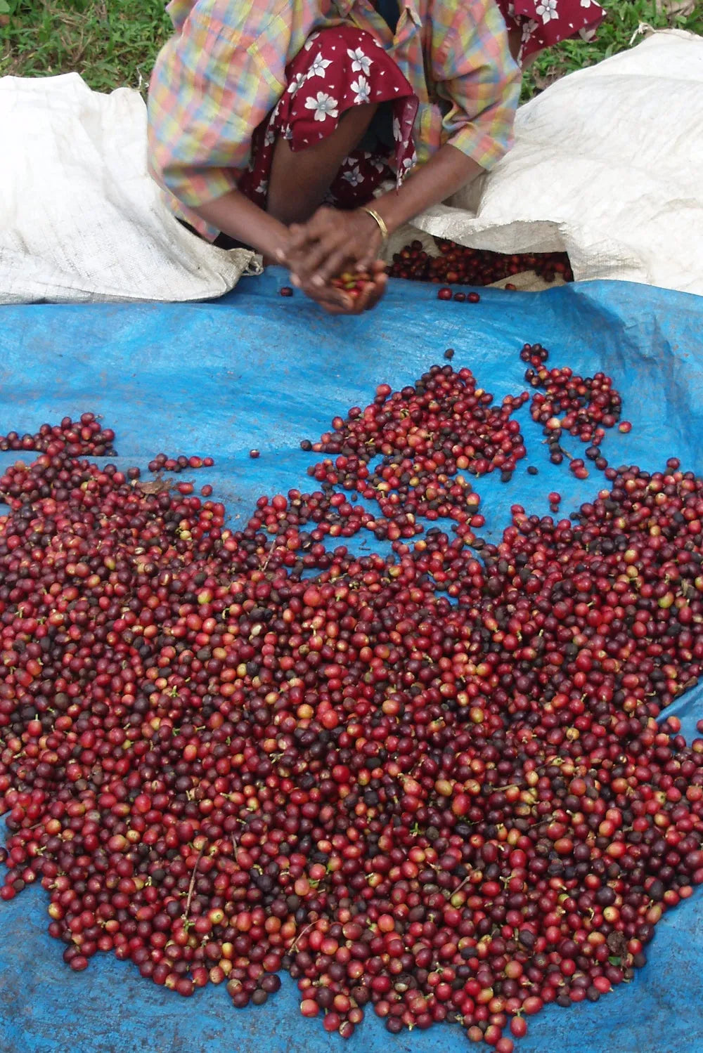 Worker sorting freshly harvested red coffee cherries on a blue tarp during post-harvest processing at a coffee farm.