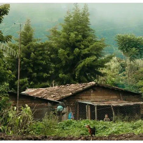 Organic coffee farm in Santa Rosa, Guatemala with rustic farm house, lush green trees, and a rooster in the foreground