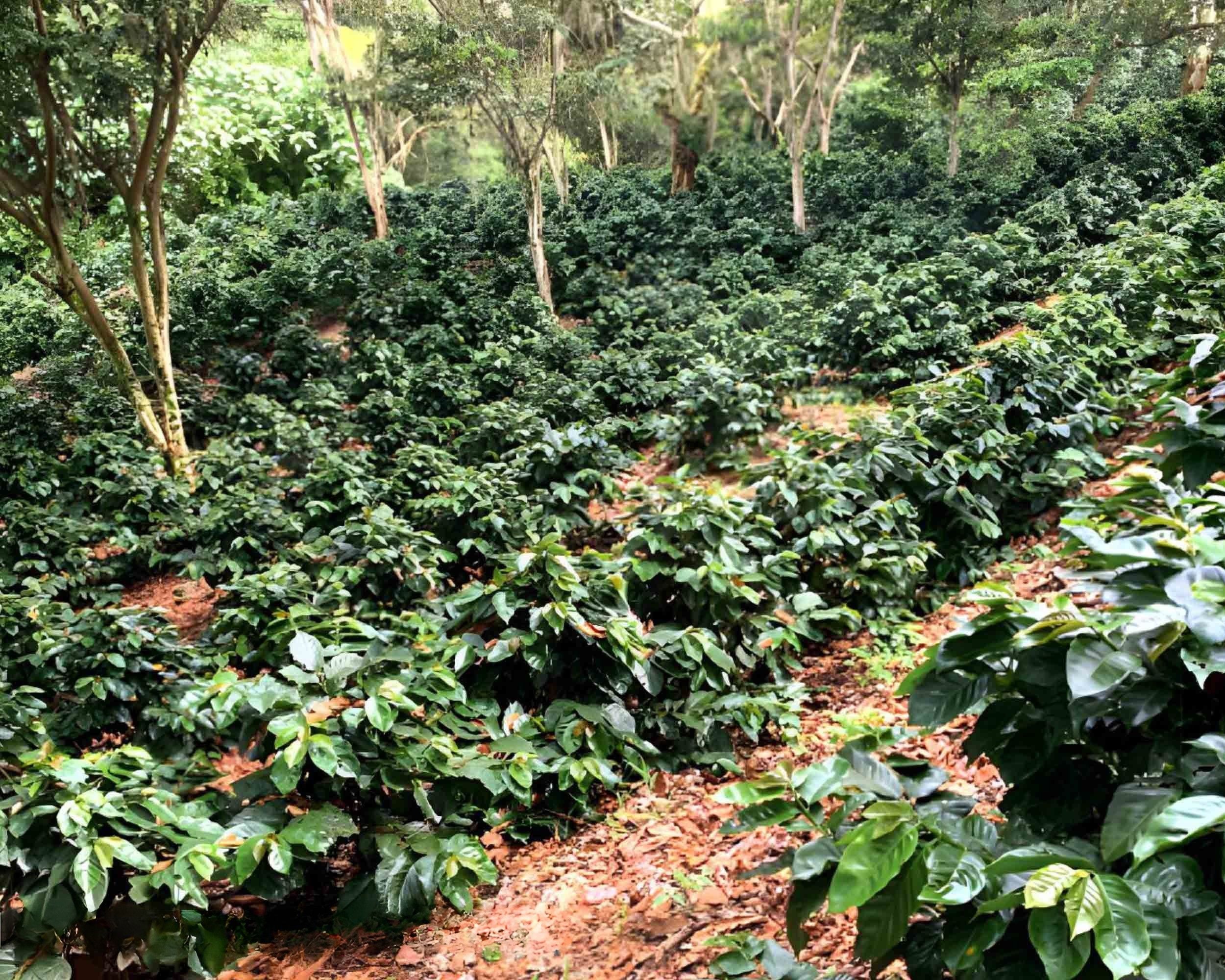 Coffee plants growing on a shaded hillside farm in Jinotega, Nicaragua, a high-altitude region known for producing high-quality Arabica coffee beans.