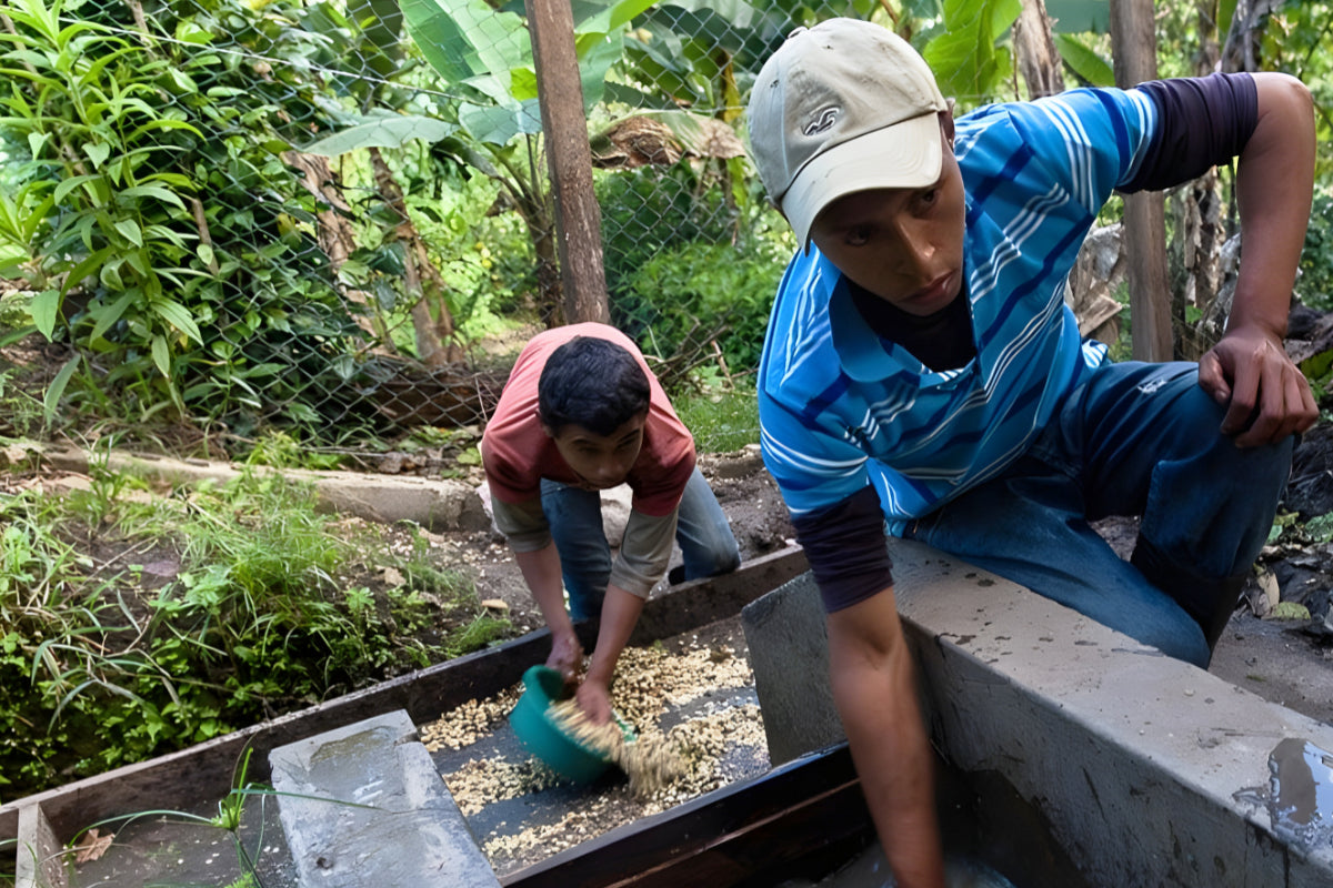 Two coffee producers washing coffee beans by hand in a concrete channel at a farm in San Juan del Río Coco, Nicaragua, using flowing water as part of the fully washed processing method.
