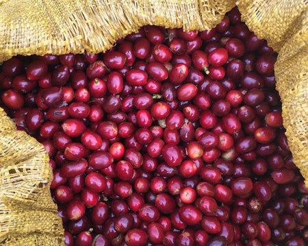 Decaf Komodo Organic Royal Select Swiss Water Process