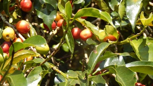 USDA organic Fair Trade Coffee YCFCU Yirgacheffe Ethiopia Cherries