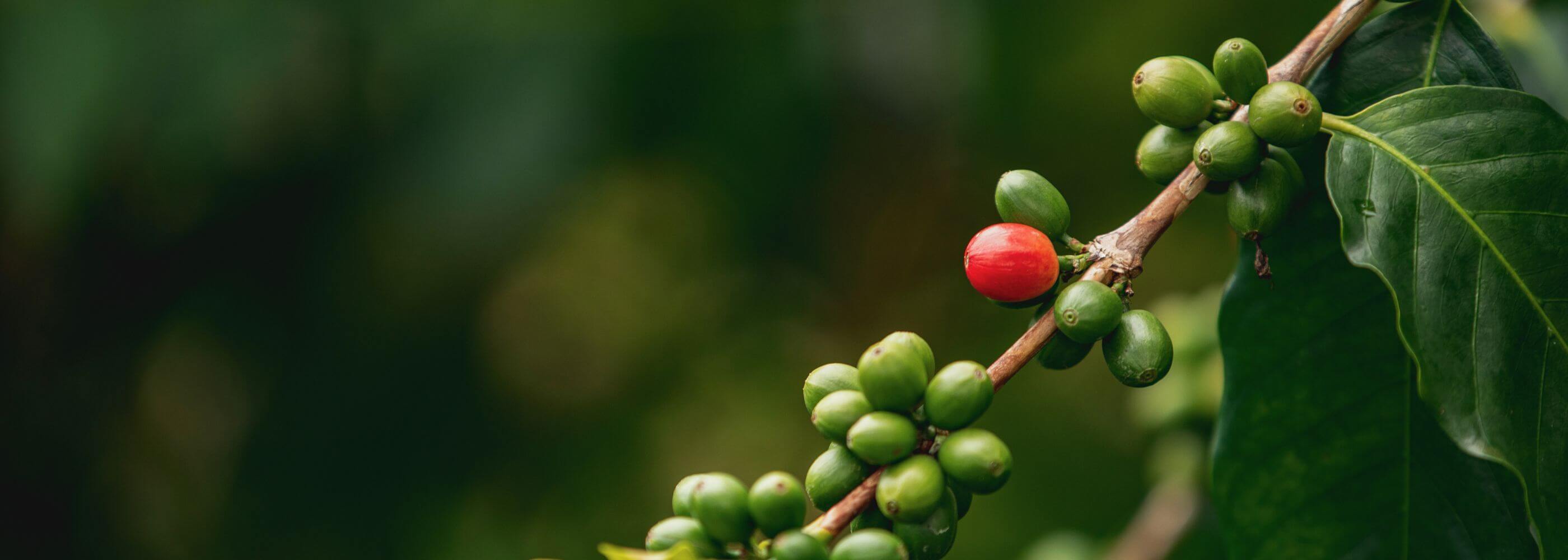 A picture of a single coffee cherry branch.