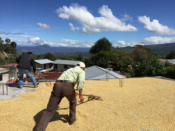 Federacion de Sociedades Cooperativas Cafetaleras, Costa Soconusco del Estado de Chiapas (FEDECOS)