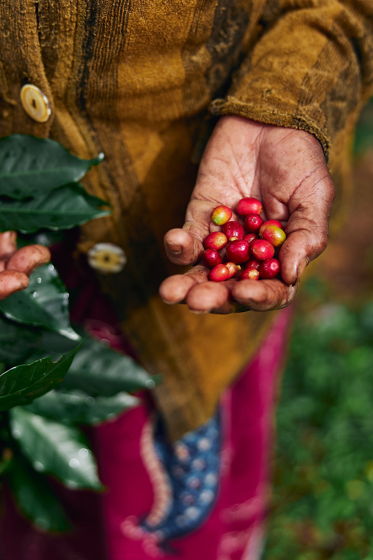 Ngura Village Coffee – Flores Bajawa, Indonesia Investing in Long-Term Environmental & Community Sustainability