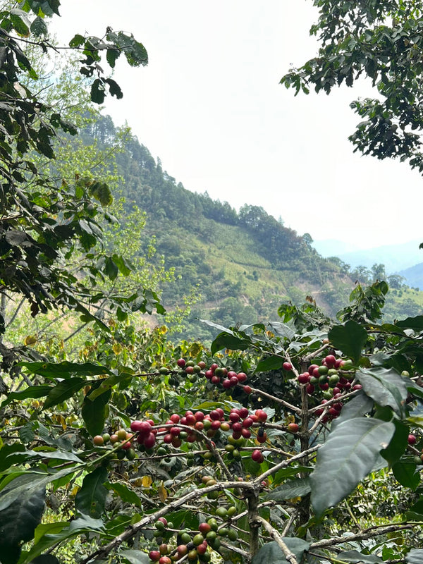 Asociación Chajulense Va'l Vaq Quyol