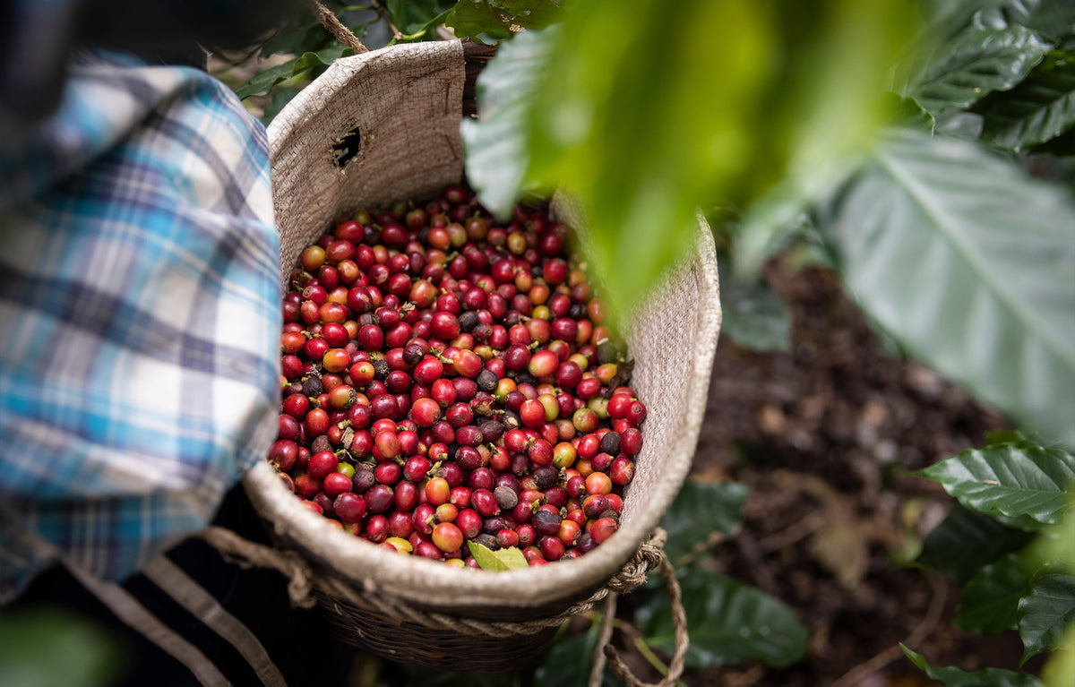 Smallholder Farmers of Chiapas Mexico Rooted in Environmental & Community Sustainability